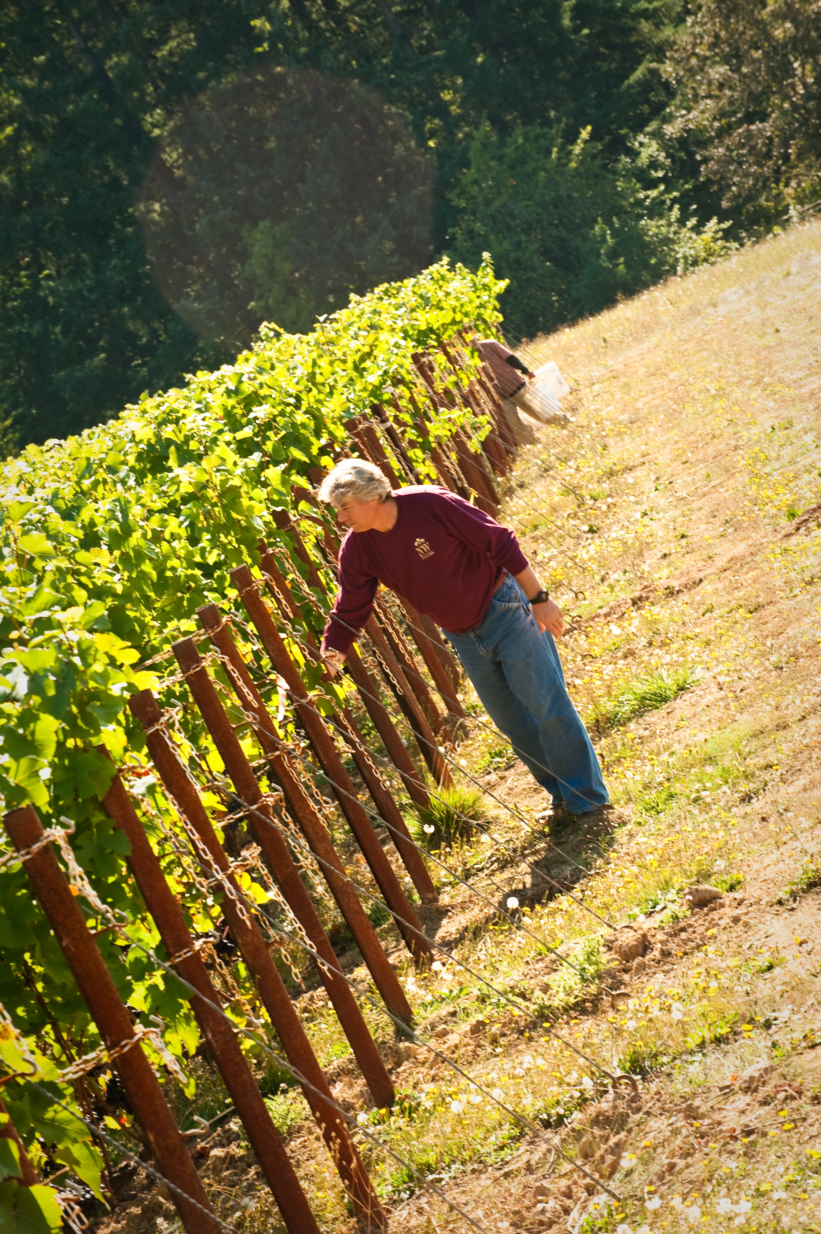 Amavi&CANVASBACK 赤ワイン オレゴン州　ワシントン州 ワイナリー紹介｜オレゴン州 | ワイン輸入販売｜KOBEインターナショナル